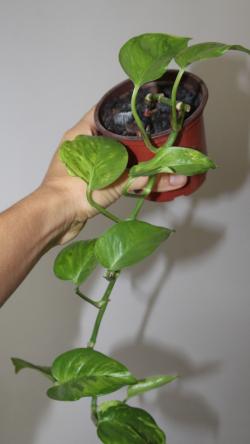 Sadnice - sobne biljke: Epipremnum aureum Victory